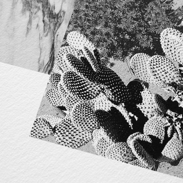 Barclay Haro Art Concepts Marble + Cactus Barclay Haro Art Concepts Marble + Cactus